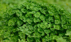 How clovers can help future-proof Aussie agriculture