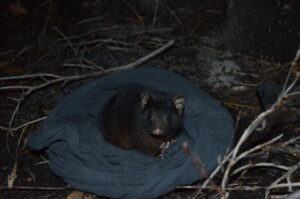 First habitat use study suggests endangered Albany possums stay close to home
