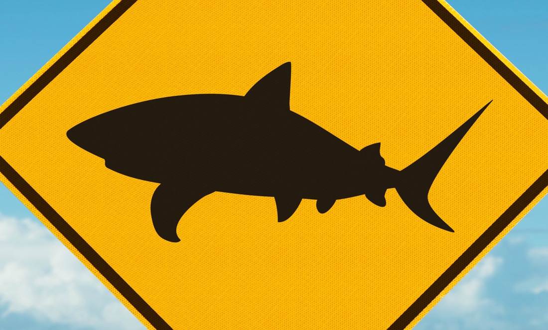 Five ways to reduce your chances of encountering a shark this summer