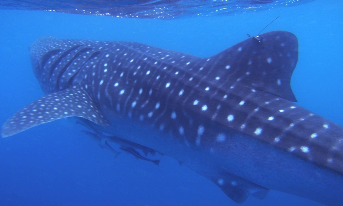 Where the wild things are: Tracking Ningaloo’s whale sharks