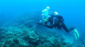 WA corals in crisis