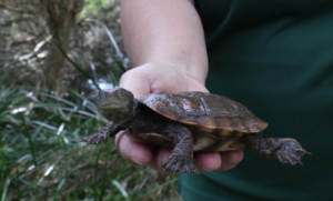 Meet the Friends of the Western Swamp Tortoise