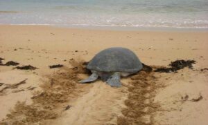 Turtle Tracks on Remote Pilbara Beach Sparks 20 year Research Project