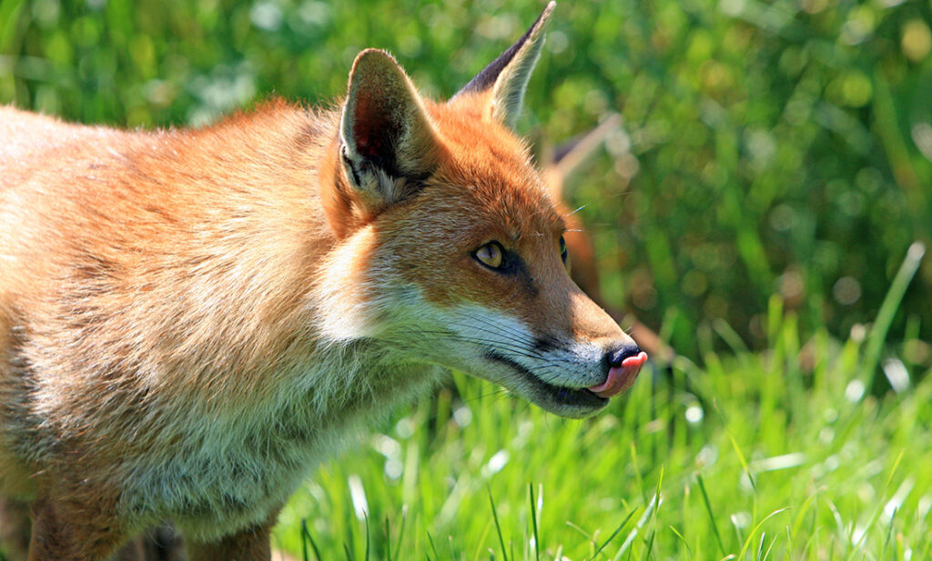 Does it matter where you come from? A new look at invasive wildlife