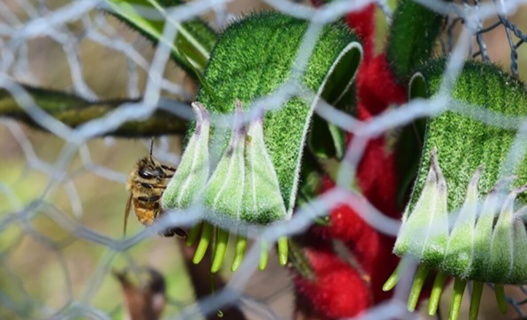 Birds beat the bees to prove that bigger is better