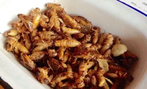 Crunch time – would you eat an insect?