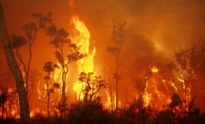 International wildfire research heats up in WA