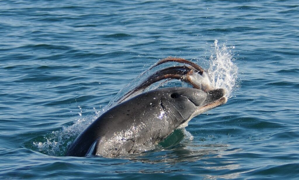Death-defying Bunbury dolphins chow down on clingy octopus