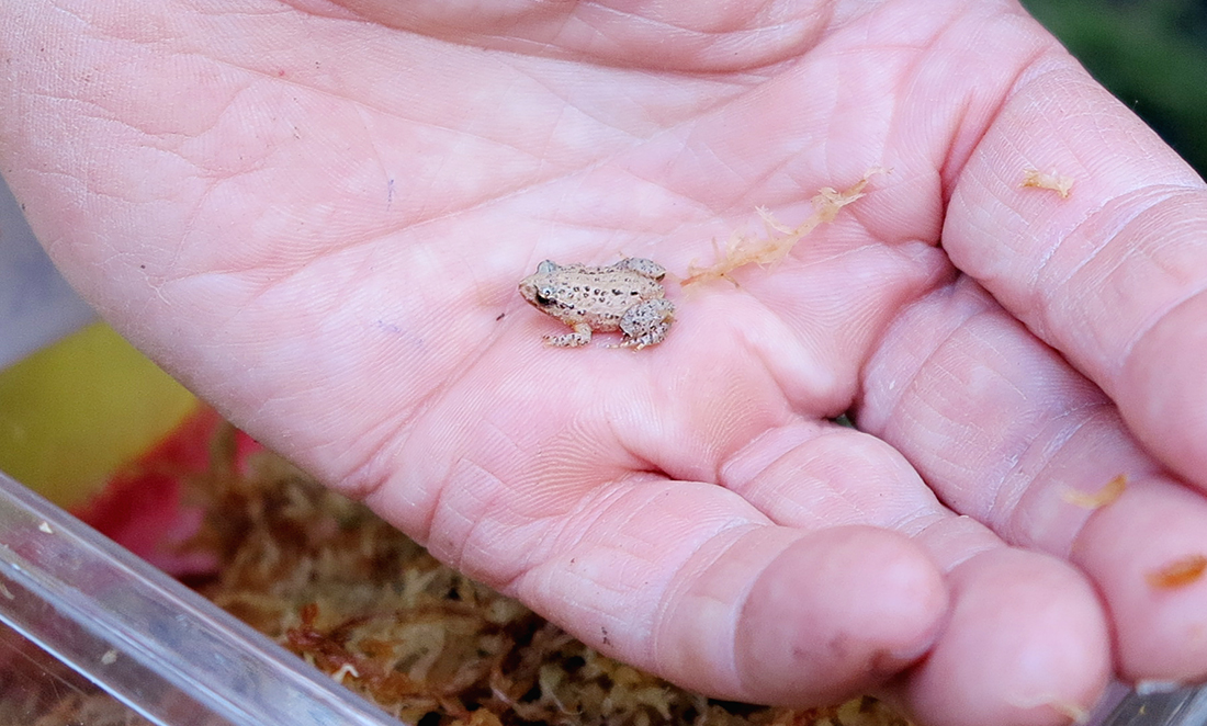 DPaW & Perth Zoo helping WA rare frogs Particle