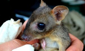 Woylies show resilience to stress under fire