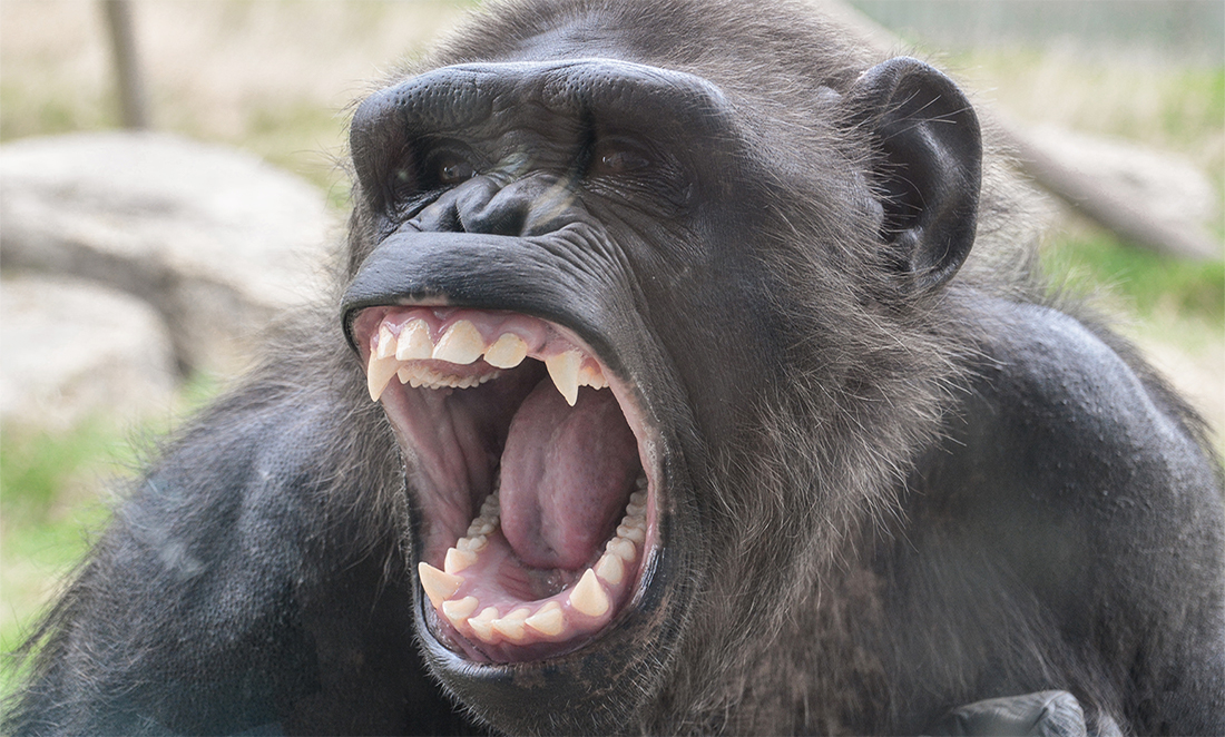 real cannibals eating people