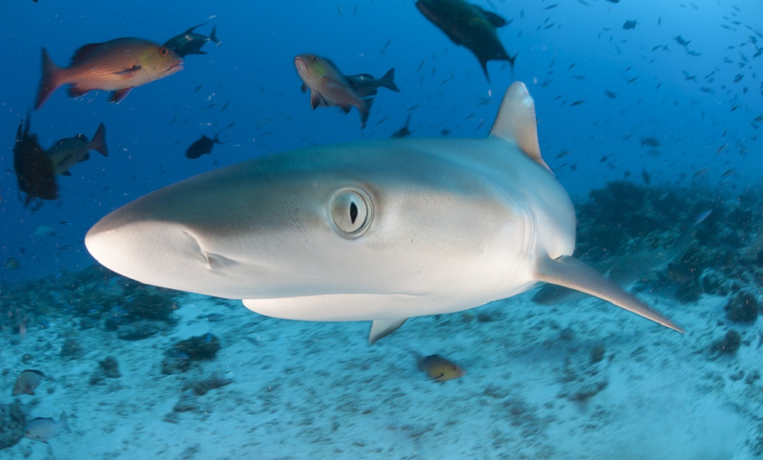 “Sharks are bad”—a great white lie