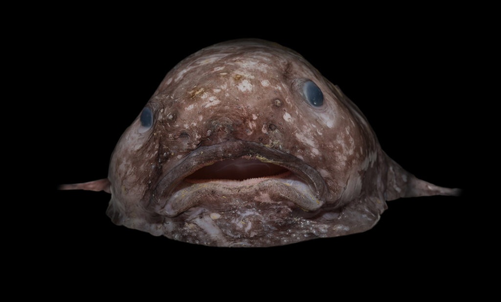 Mr. Blobby Fish