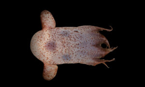 Australia’s most bizarre creatures uncovered in deep sea expedition