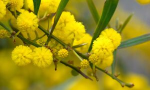 Wattle we do about climate change?