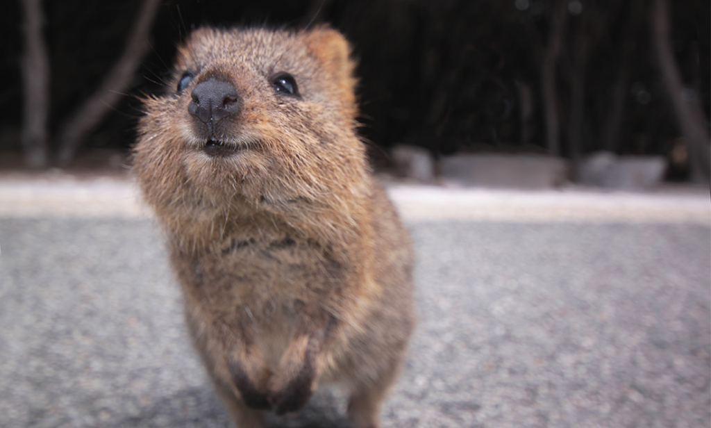 Quokka cure, not quackery