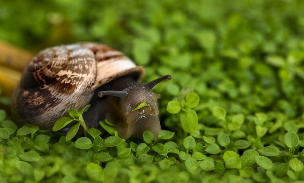 Agricultural Research into Slugs and Snails Particle