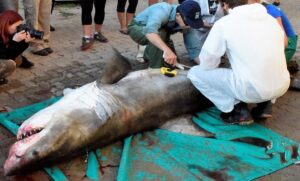 Investigating the death of a great white shark
