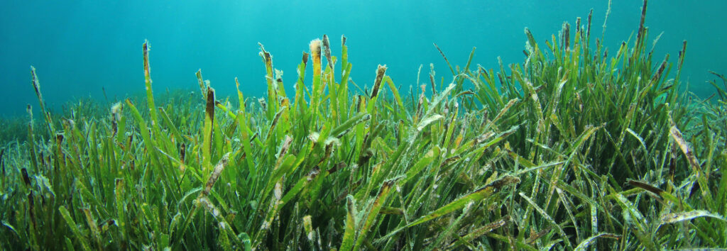 Sowing seeds for snapper habitat