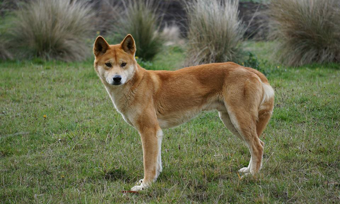 Eyes of the dingo provide insight into how dogs became our