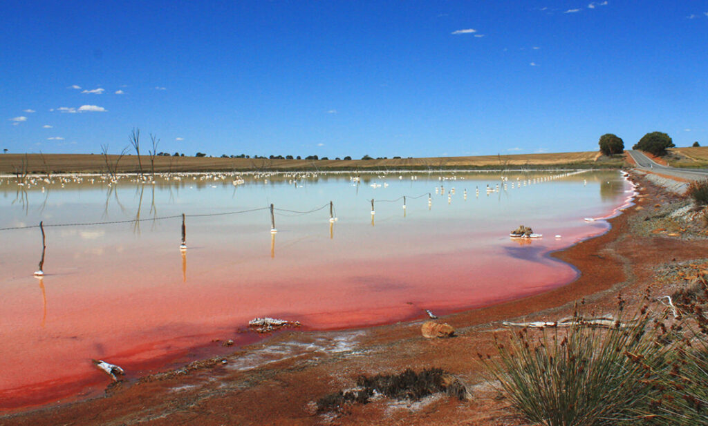 Putting the STEM in Wheatbelt ecosystems