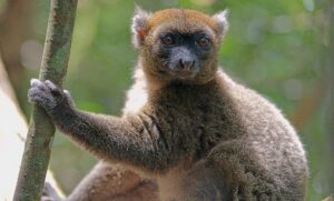 This rare bamboo-munching lemur may soon go extinct