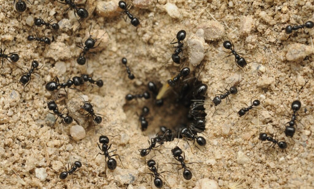 Ants Have Self-control, Unlike Some of us | Particle