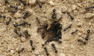Ants have self-control, unlike some of us