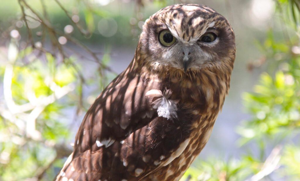 Whoo cares about WA owls?