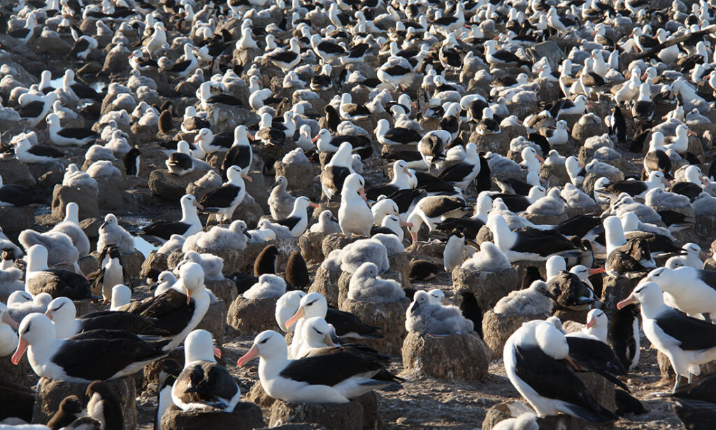 What can albatross poo tell us about climate change?