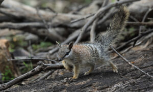 Detector dogs provide hope to save numbats