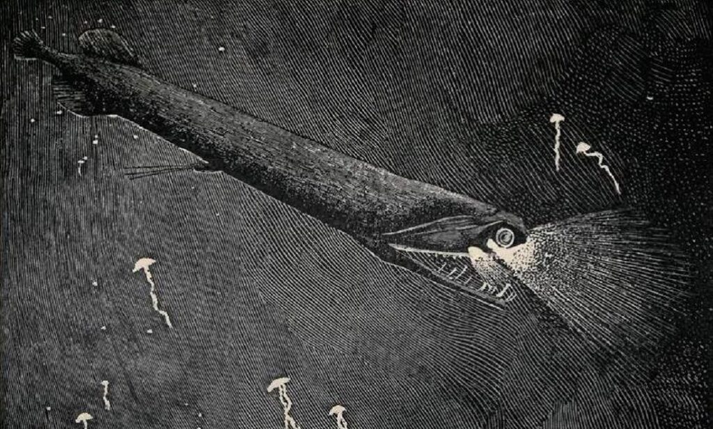 Monster fish of the deep