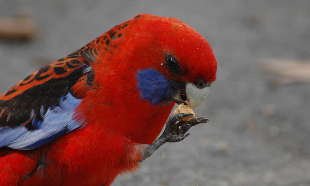 Feathers have their own scents, and predators know it