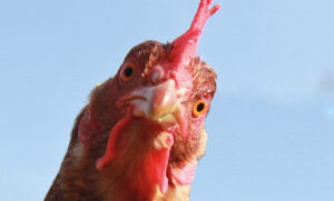 In the margins: facial recognition for organic chickens