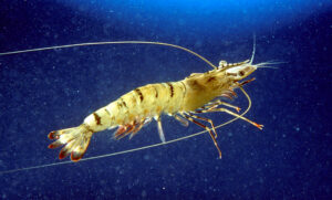 A prawn tale: winners and losers in climate change