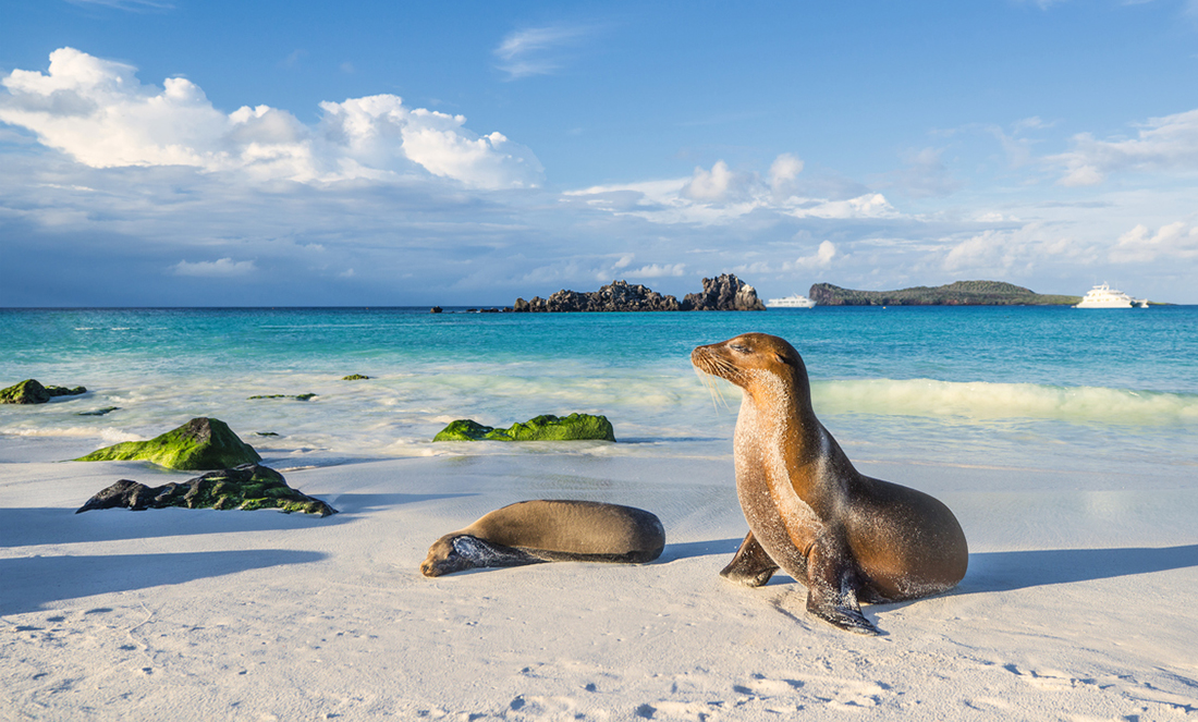 The Secret Life Of Island Animals Particle