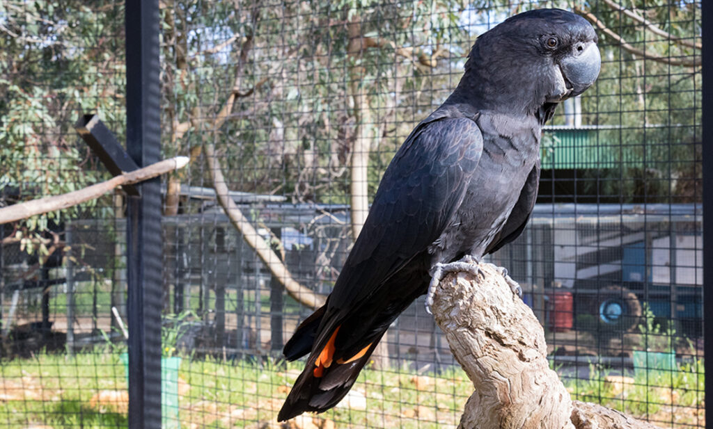 A black cockatoos journey back to the wild