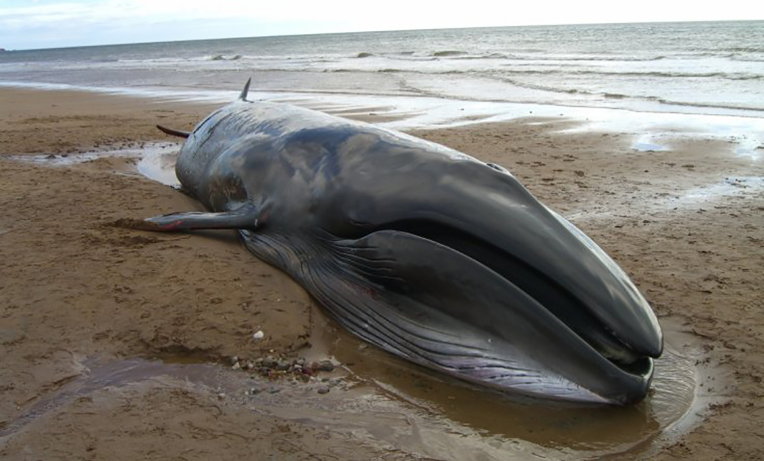Why towing stranded whales and dolphins back out to sea doesn't always work