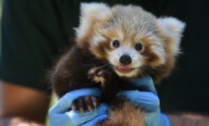 Baby red panda spells hope for the species