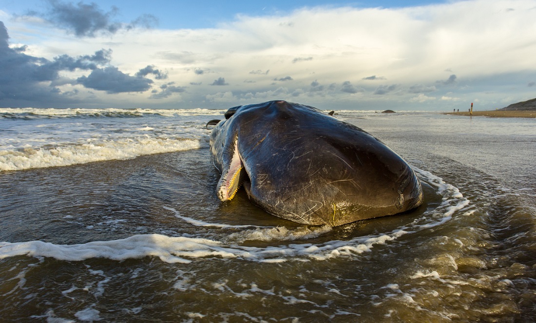 Stranded whales swim back into danger, Whales