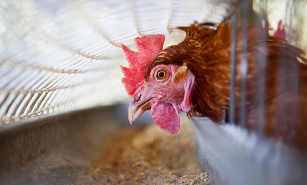 Australian eggs under review