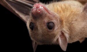 How bats help explain the human brain