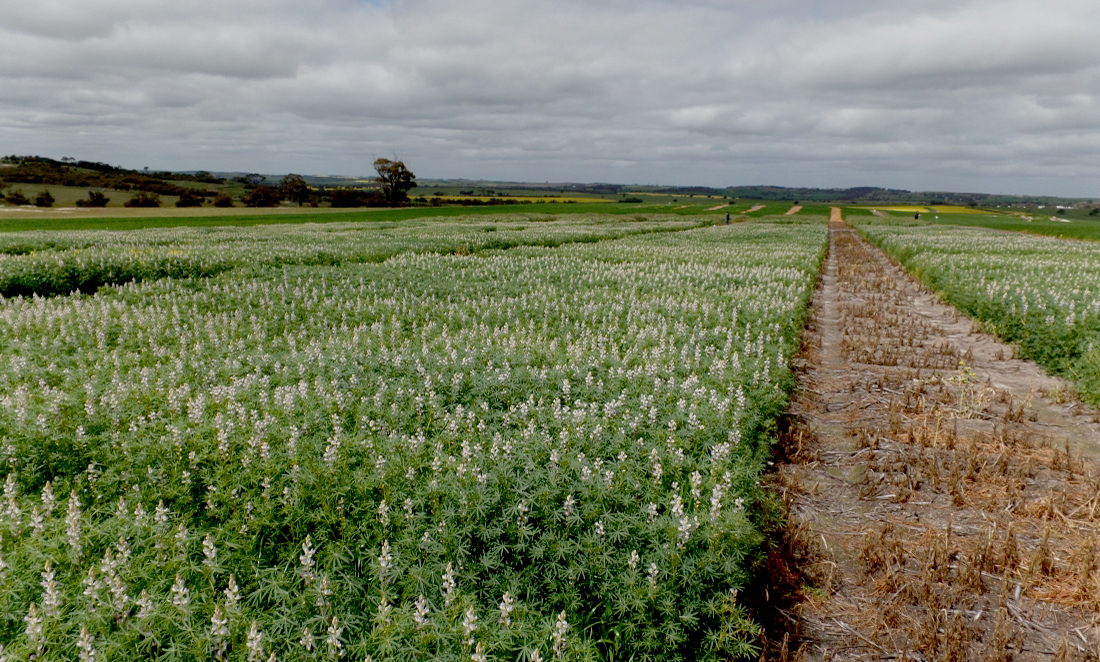Lupins—from stock feed to superfood