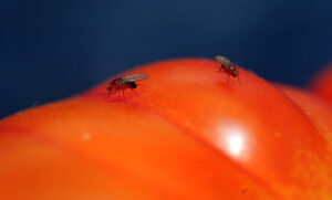 Freo residents unite to stop fruit fly pest