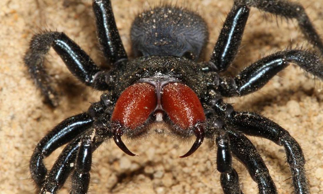 Trapdoor spiders of Perth