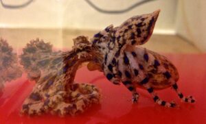 Sex life of the blue-ringed octopus