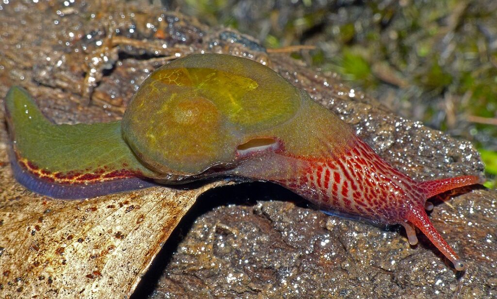 It’s funny to name species after celebrities, but there’s a serious side too