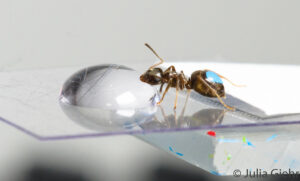 Ants prefer a hard-earned treat
