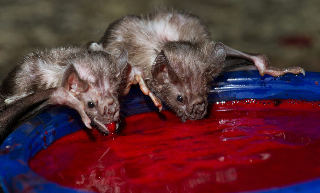 How vampire bats survive on a diet of blood