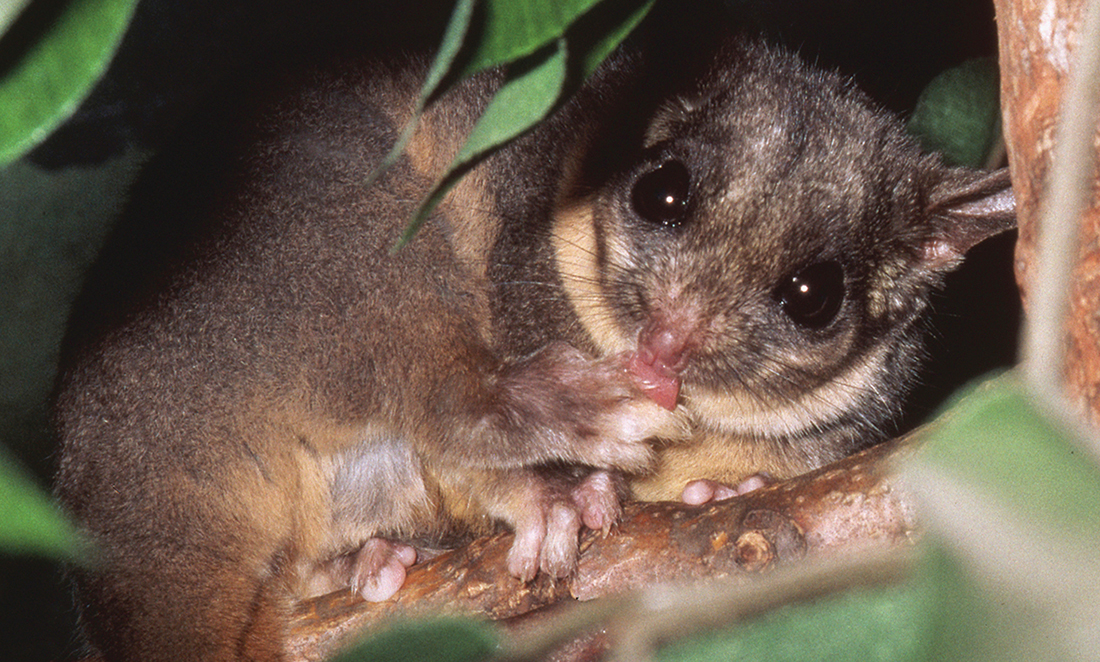 These Australian animals might soon be gone